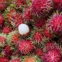 Fresh Premium Rambutan Tropical Fruits