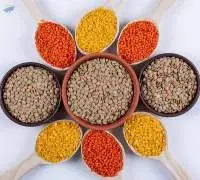 Premium Quality Indian Pulses & Lentils