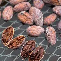 Premium Fermented Whole Cocoa Beans