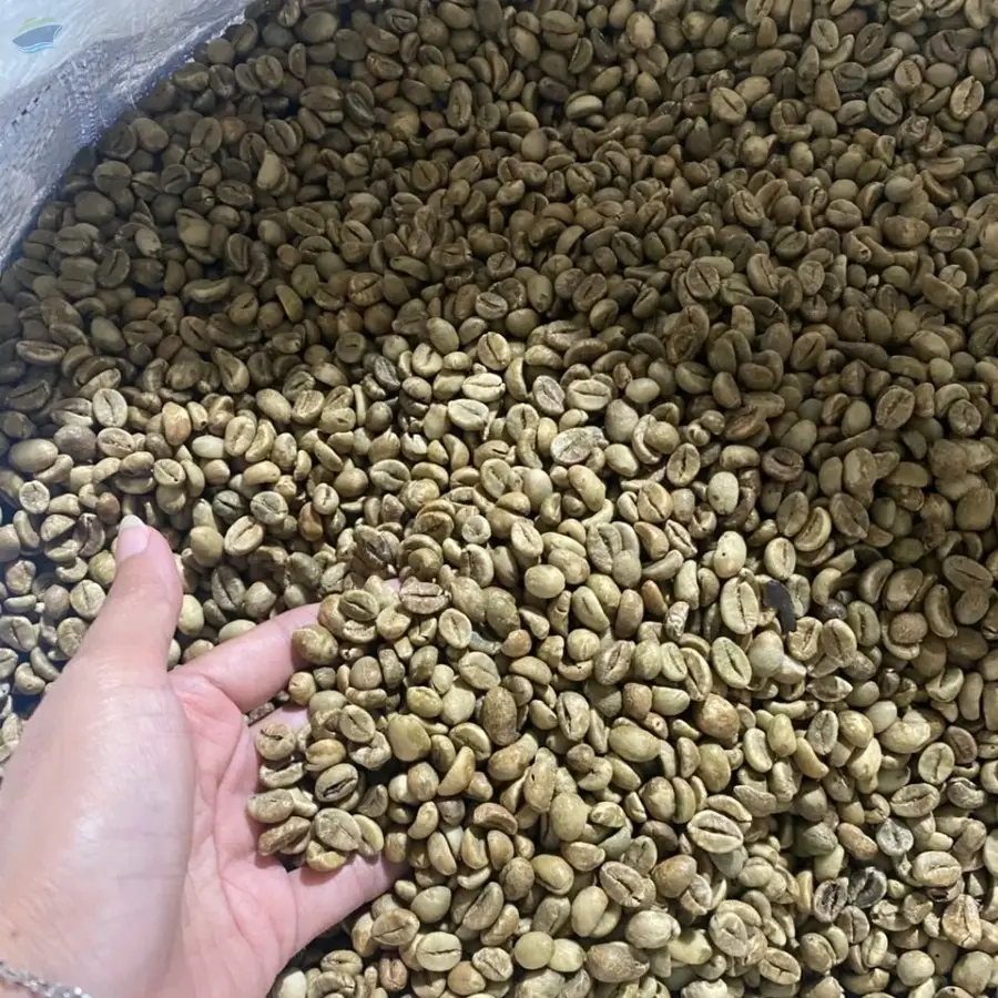 Arabica Green Beans