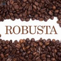AA Robusta Green Coffee Beans