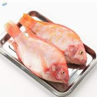 Premium Fresh Snapper Fish Export Quality
