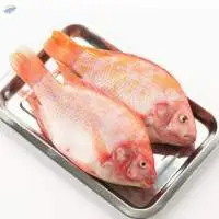 Premium Fresh Snapper Fish Export Quality