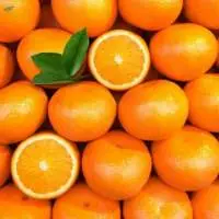 Premium Fresh Indian Oranges for Export