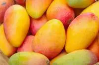 Premium Fresh Indian Mangoes for Export
