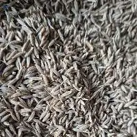 Finest Export Quality Cumin Seeds