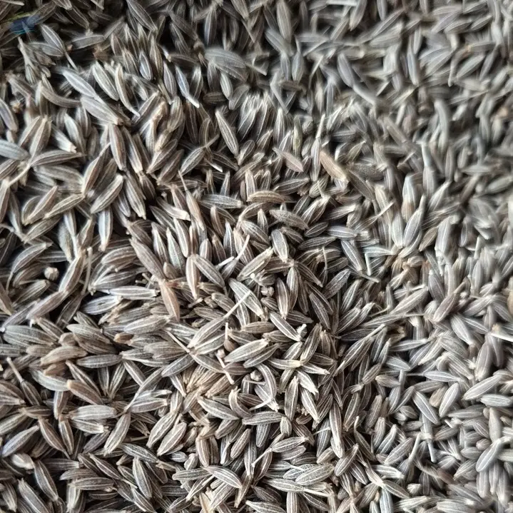 Finest Export Quality Cumin Seeds