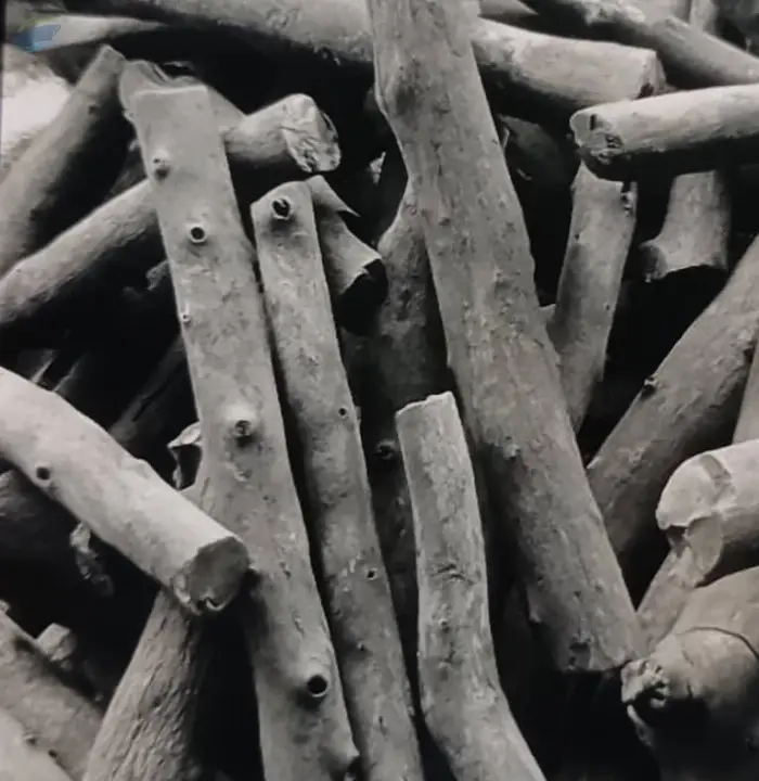 Finger Charcoal