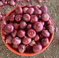 Premium Fresh Red Onion for Cooking