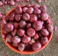 Premium Fresh Red Onion for Cooking
