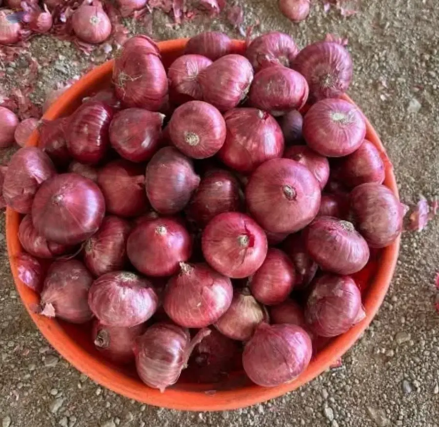 Premium Fresh Red Onion for Cooking