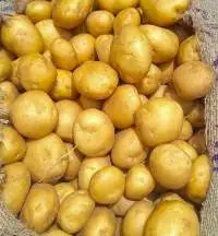 Premium Fresh Indian Potatoes for Cooking