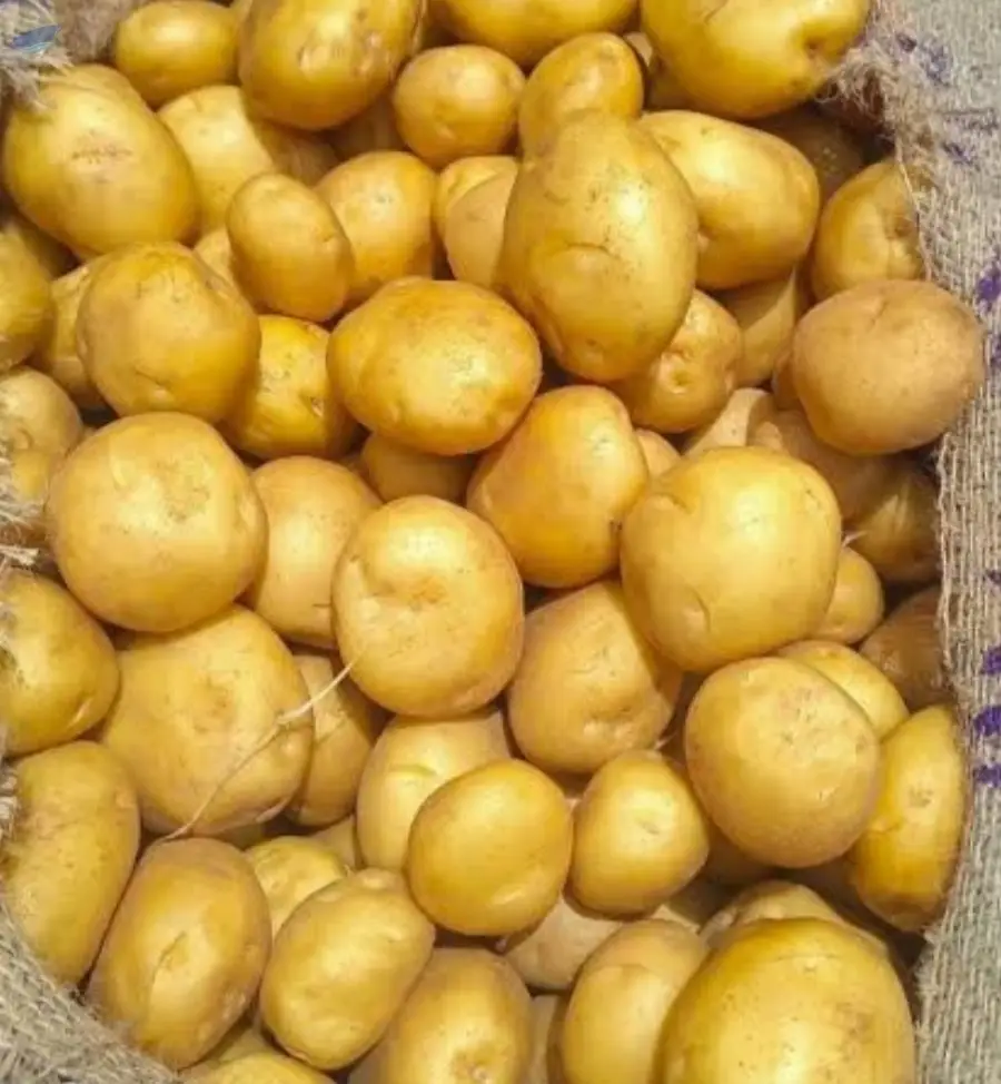 Premium Fresh Indian Potatoes for Cooking
