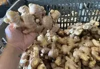 High Quality Fresh Ginger for Food Processing