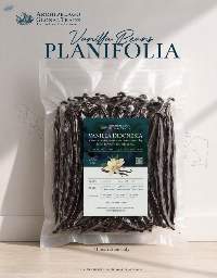 Vanilla Planifolia Sulawesi Island