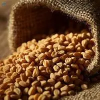 Premium Natural Fenugreek Seeds for Cooking