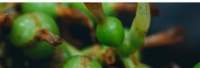 Cardamom