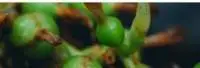 Cardamom