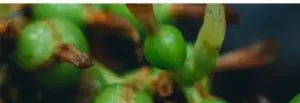 Cardamom