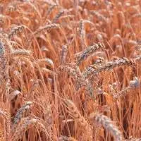 Premium Hard Red Winter Wheat Grain 