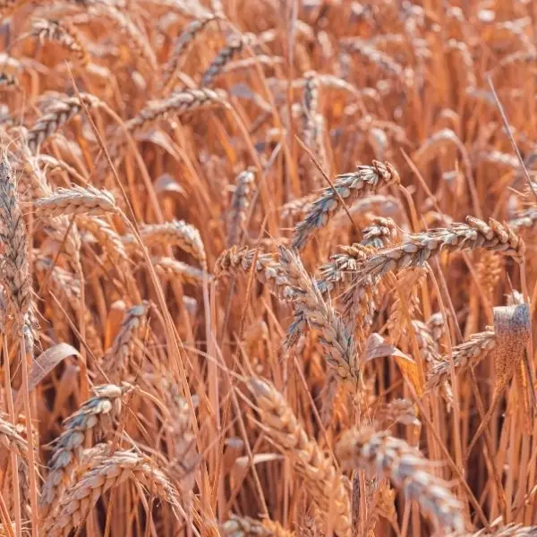 Premium Hard Red Winter Wheat Grain 