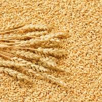 Soft White Wheat