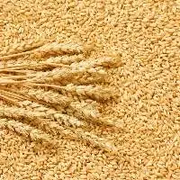 Soft White Wheat
