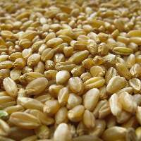 Durum Wheat