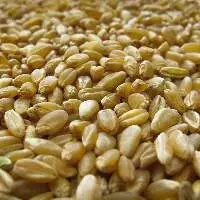 Durum Wheat