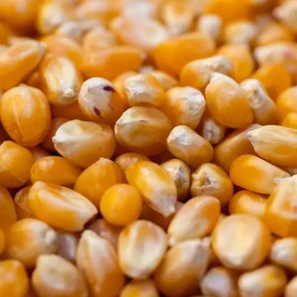 Maize (Corn)