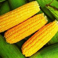 Yellow Corn