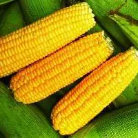 Yellow Corn