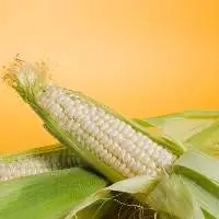 White Corn