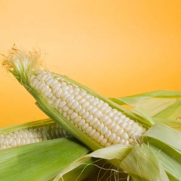 White Corn