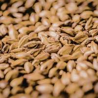 Malting Barley