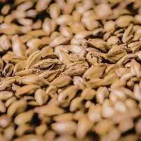 Malting Barley