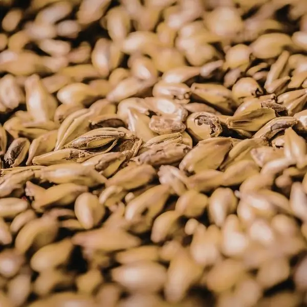 Malting Barley