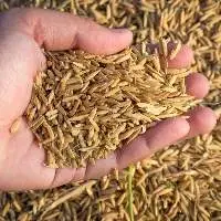 Premium Quality Feed Barley Grain 