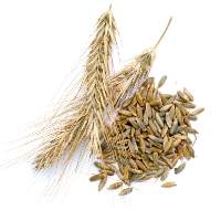 Rye