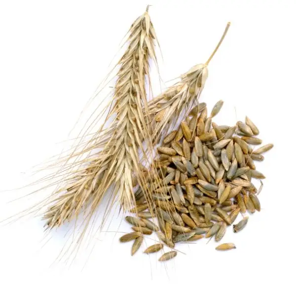 Rye