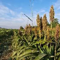 Sorghum