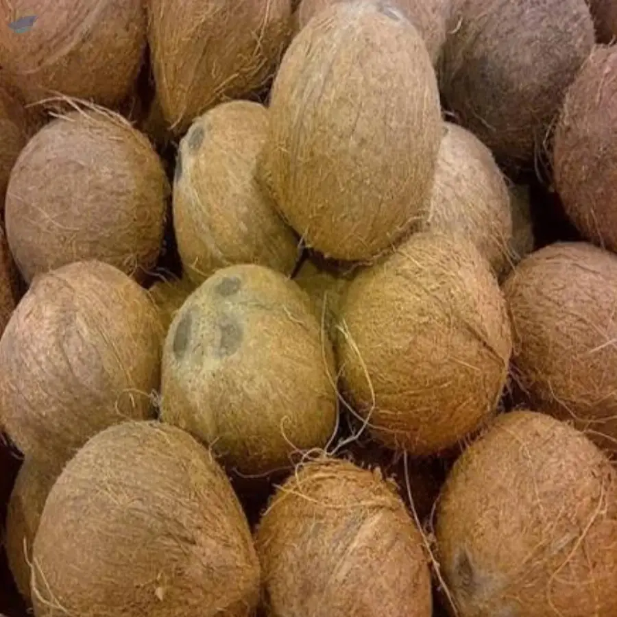 Fully Husked Coconuts