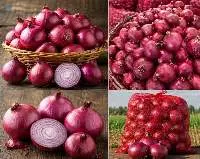 Export Premium Fresh Indian Red Onions
