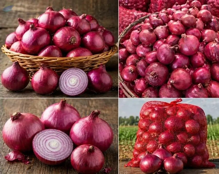 Export Premium Fresh Indian Red Onions