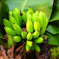 Premium Fresh Cavendish Banana Export Quality