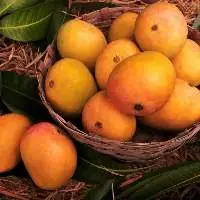 Premium Fresh Alphonso & Kesar Mango 