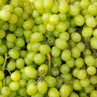 Premium Fresh Green Grapes Export Quality