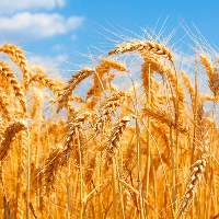 Premium Indian Wheat Grains Export Quality