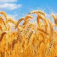Premium Indian Wheat Grains Export Quality