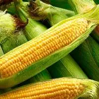 Premium Indian Yellow Corn (Maize)